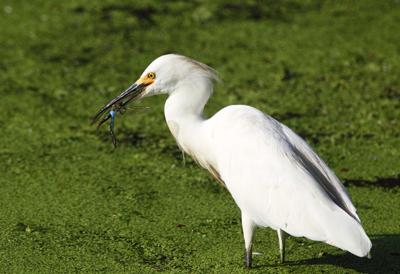 White Egret birds easy to find in wading ditches in area ...