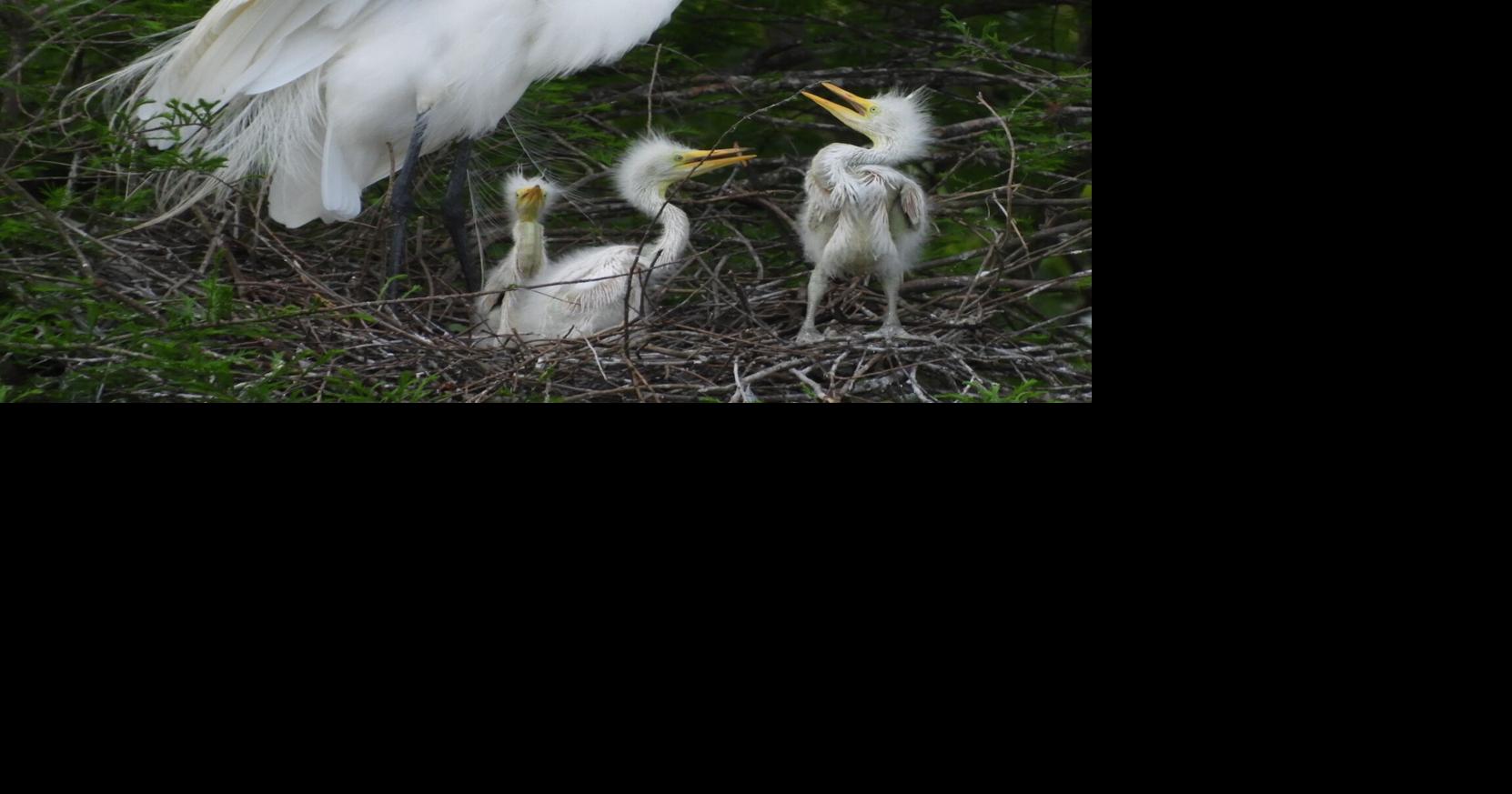 Nature Notes: Breeding and nest starts for Texas rookeries, birds ...
