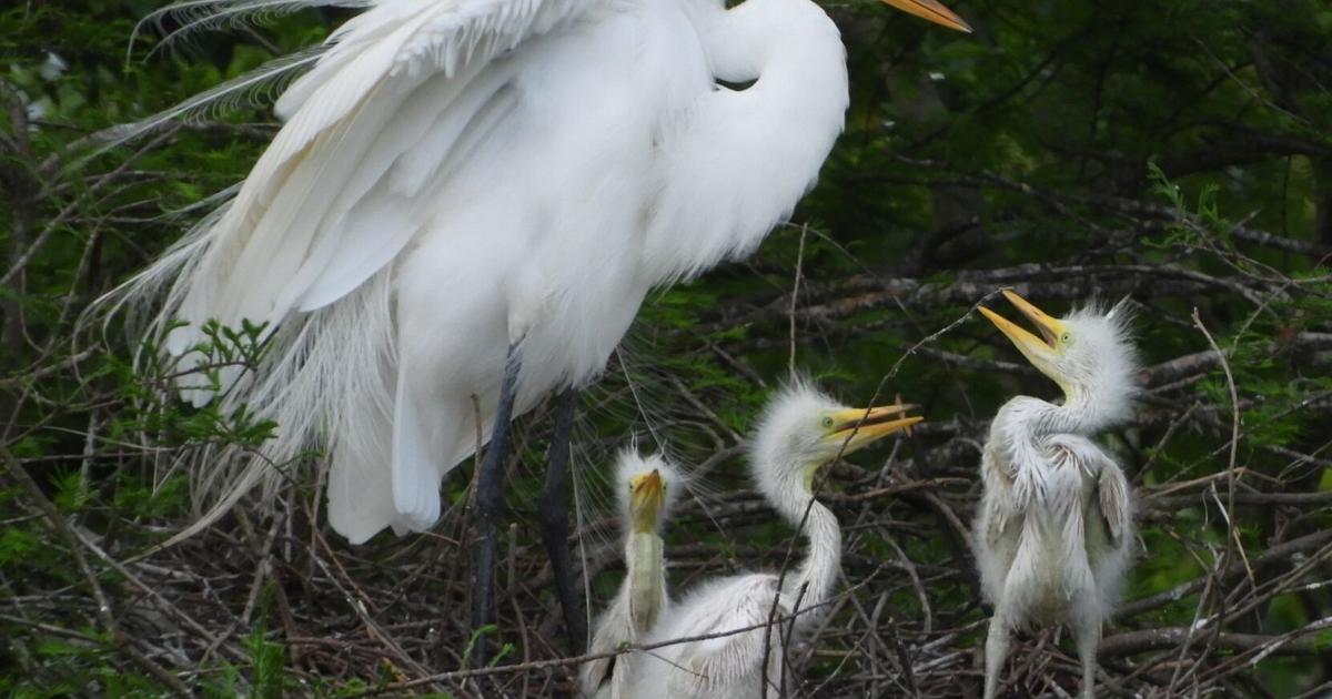 Rookeries Rook Nature Notes: Breeding and nest starts for Texas rookeries, birds ...