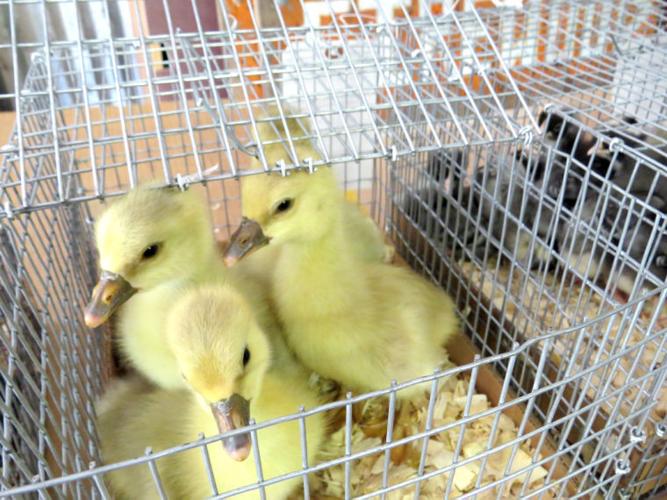 Small animal auction offers domestics, exotics and sometimes, the