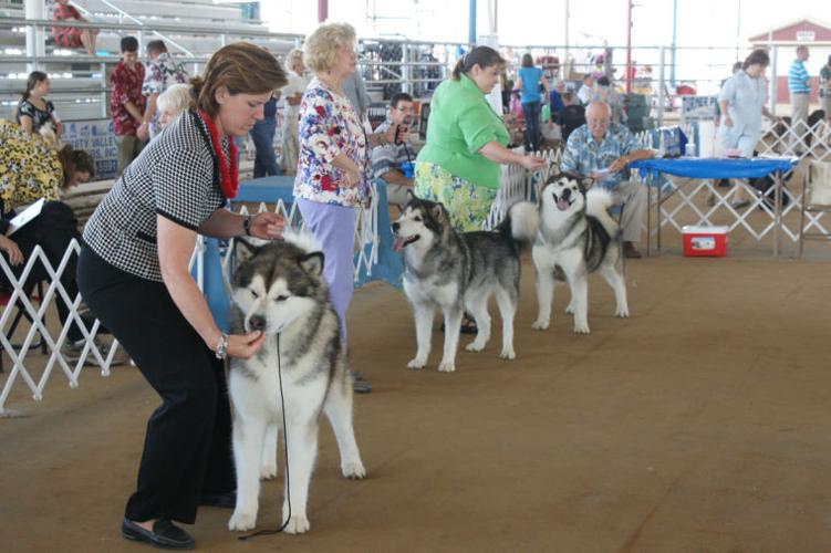 Kennel club’s allbreed dog show begins Friday Lifestyle