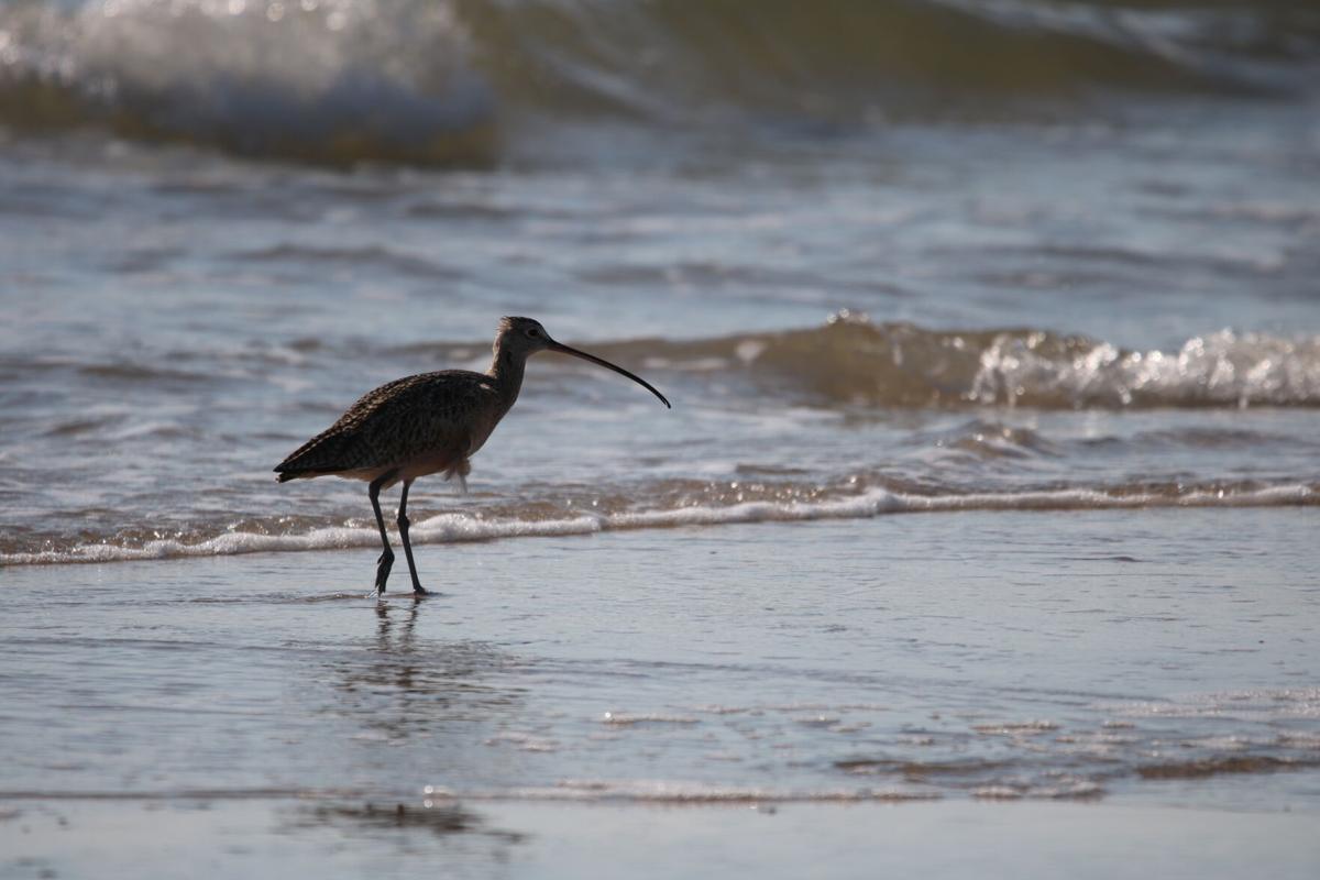 Long-billed Curlew | Local | baytownsun.com