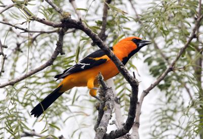 Nature  Orange you glad to see lots of orioles this spring?