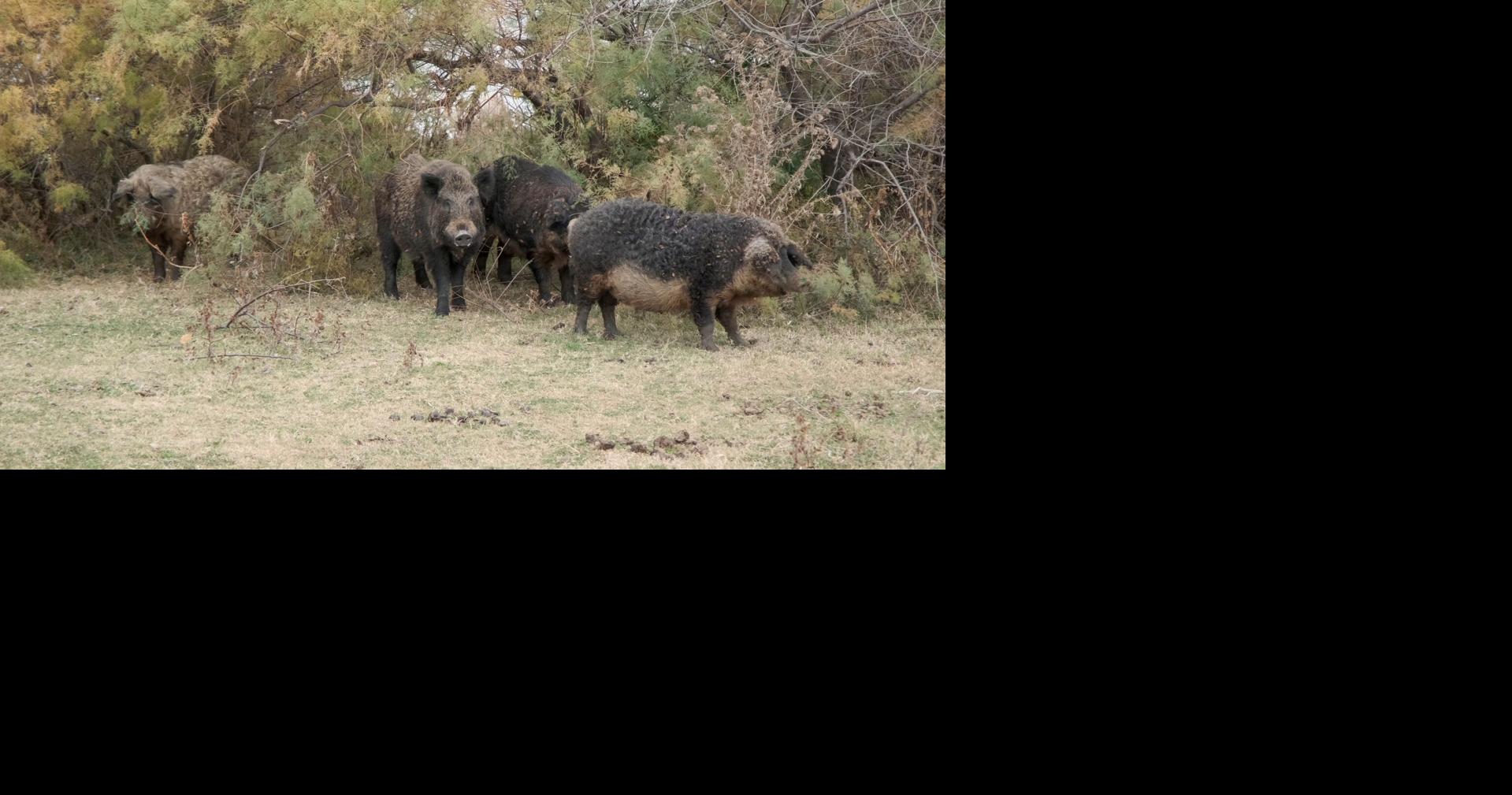 Feral hogs pose water contamination risk in Mont Belvieu