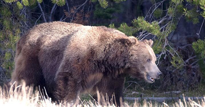 Jaguars and wolves and bears, oh my! - NATURE NOTES