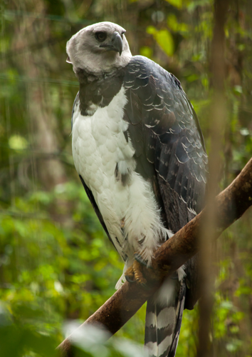 The Female #Harpy #Eagle 😍 The Harpy - Wonders of Nature