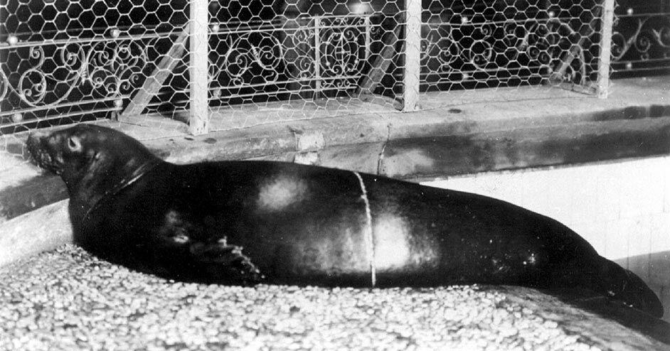 Nature Notes: Lost seals of the Gulf
