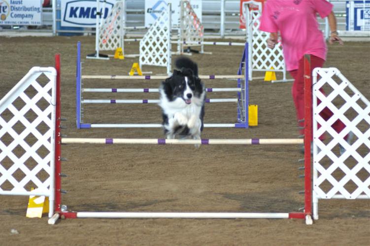 Kennel club’s allbreed dog show begins Friday Lifestyle