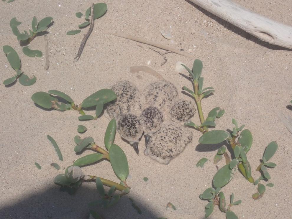 Nature Notes - Hidden Gems: The secrets of nesting birds