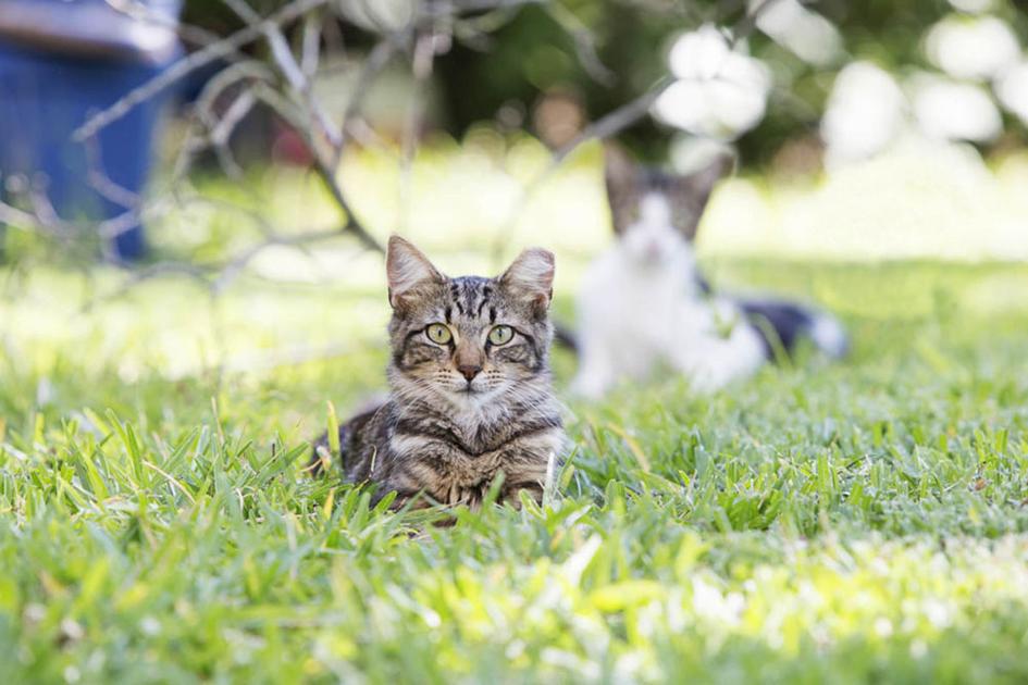 Stray Cat Saving Tactics Rankle Homeowner News Baytownsun Com
