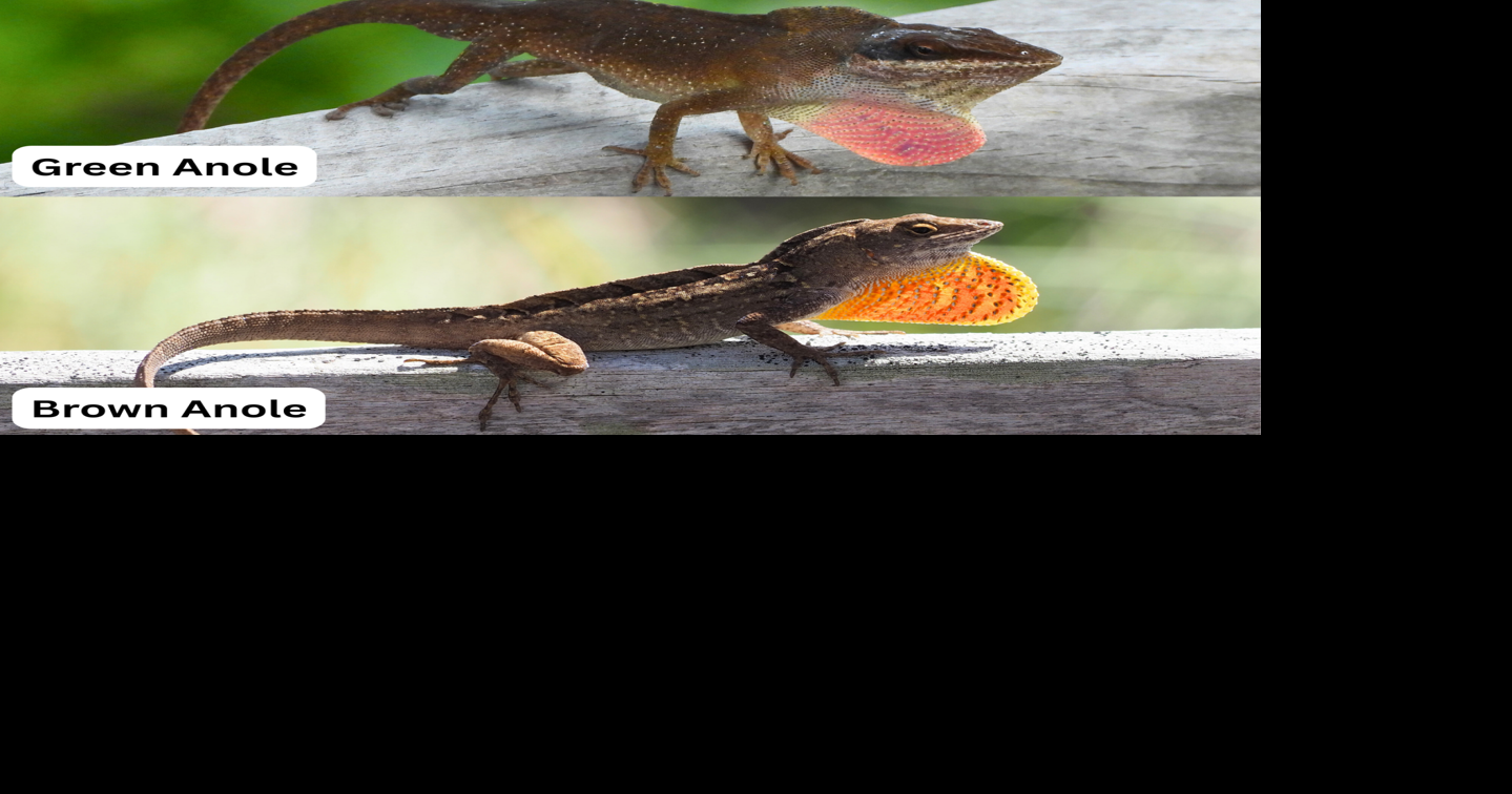Nature Notes: What to know about Anoles | Lifestyle | baytownsun.com
