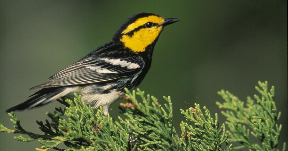 Nature Notes: The golden-cheeked warbler is iconic