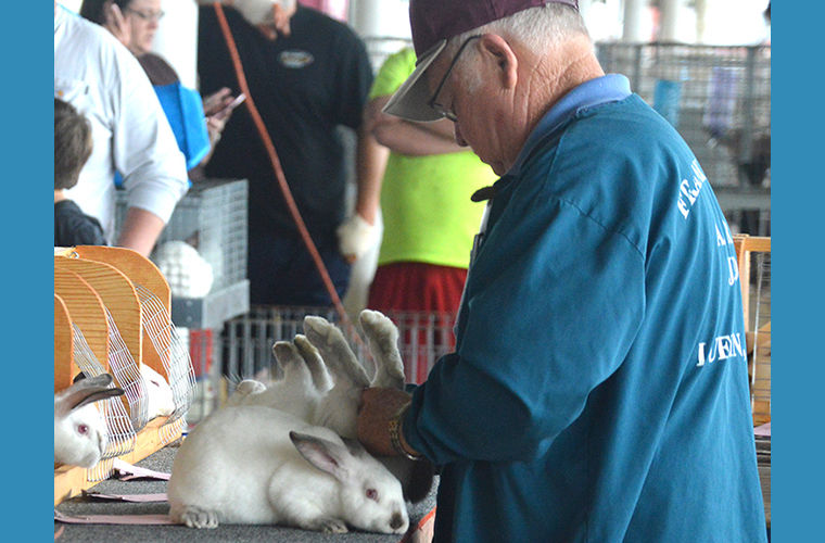 Rabbit and poultry shows down, more livestock in the chute | News ...