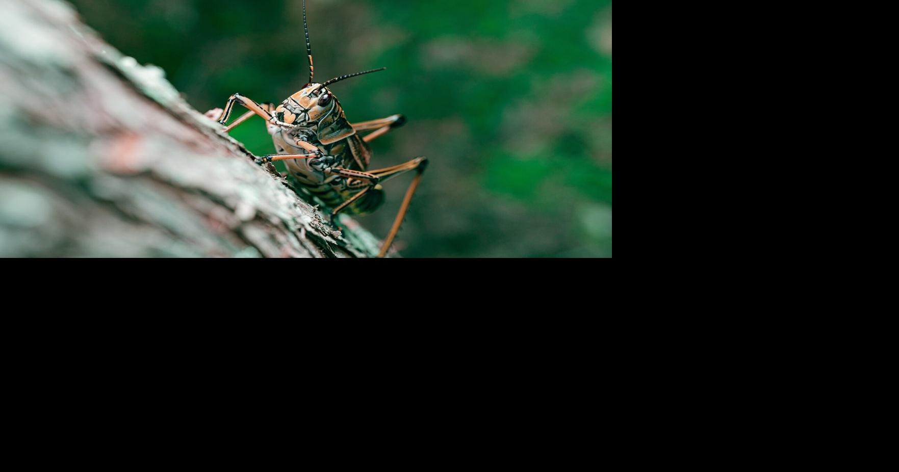 Working with grasshoppers. No grasshoppers will be harmed when