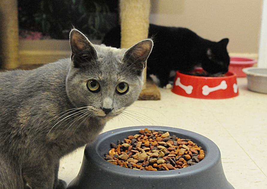 Proposal To Create Drop Off Locations For Shelter Pet Food