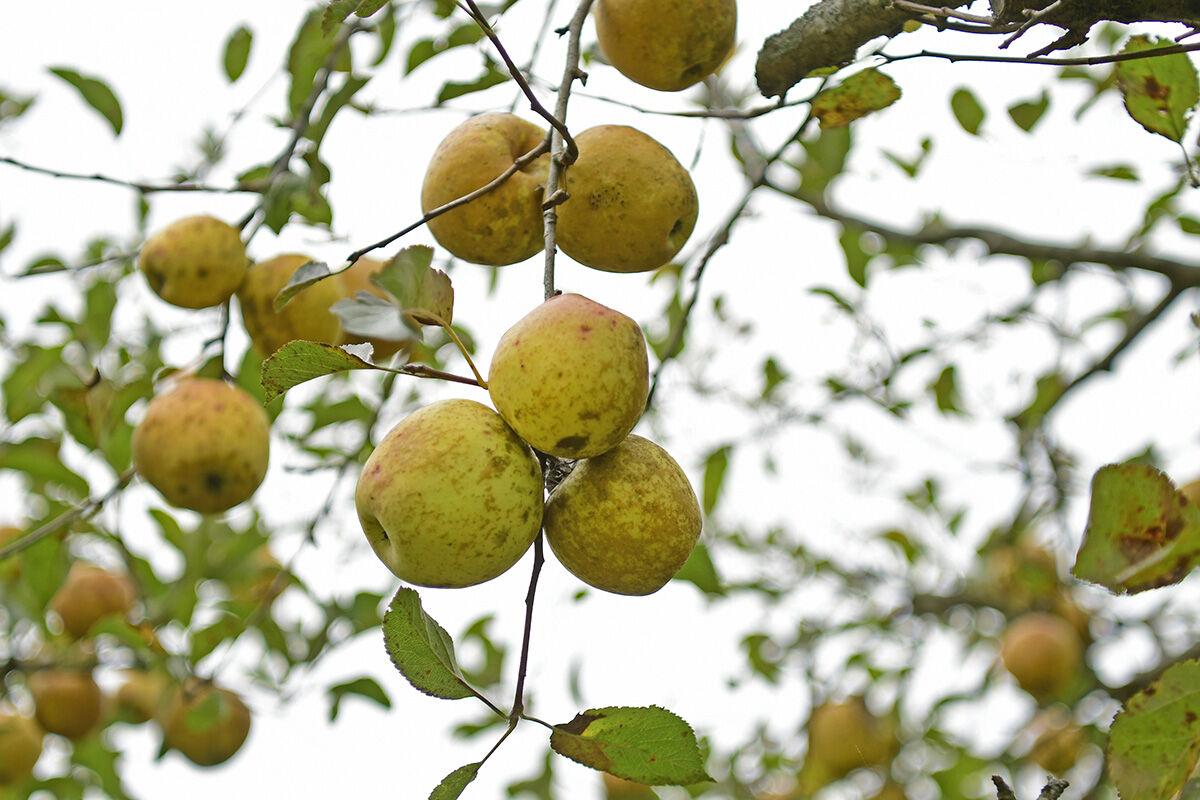 211008-news-apples-jn002.jpg