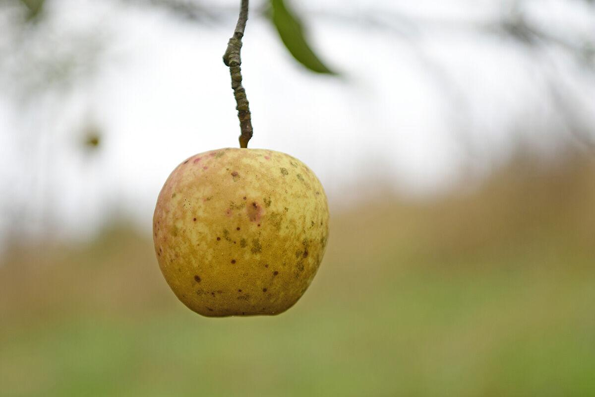 211008-news-apples-jn003.jpg