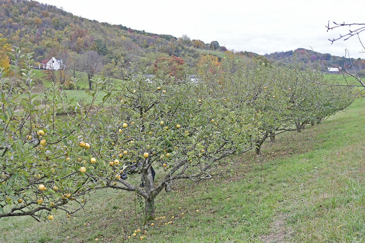 211008-news-apples-jn004.jpg
