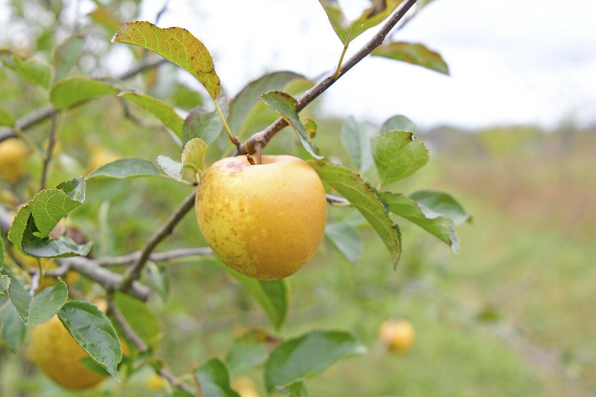 211008-news-apples-jn006.jpg