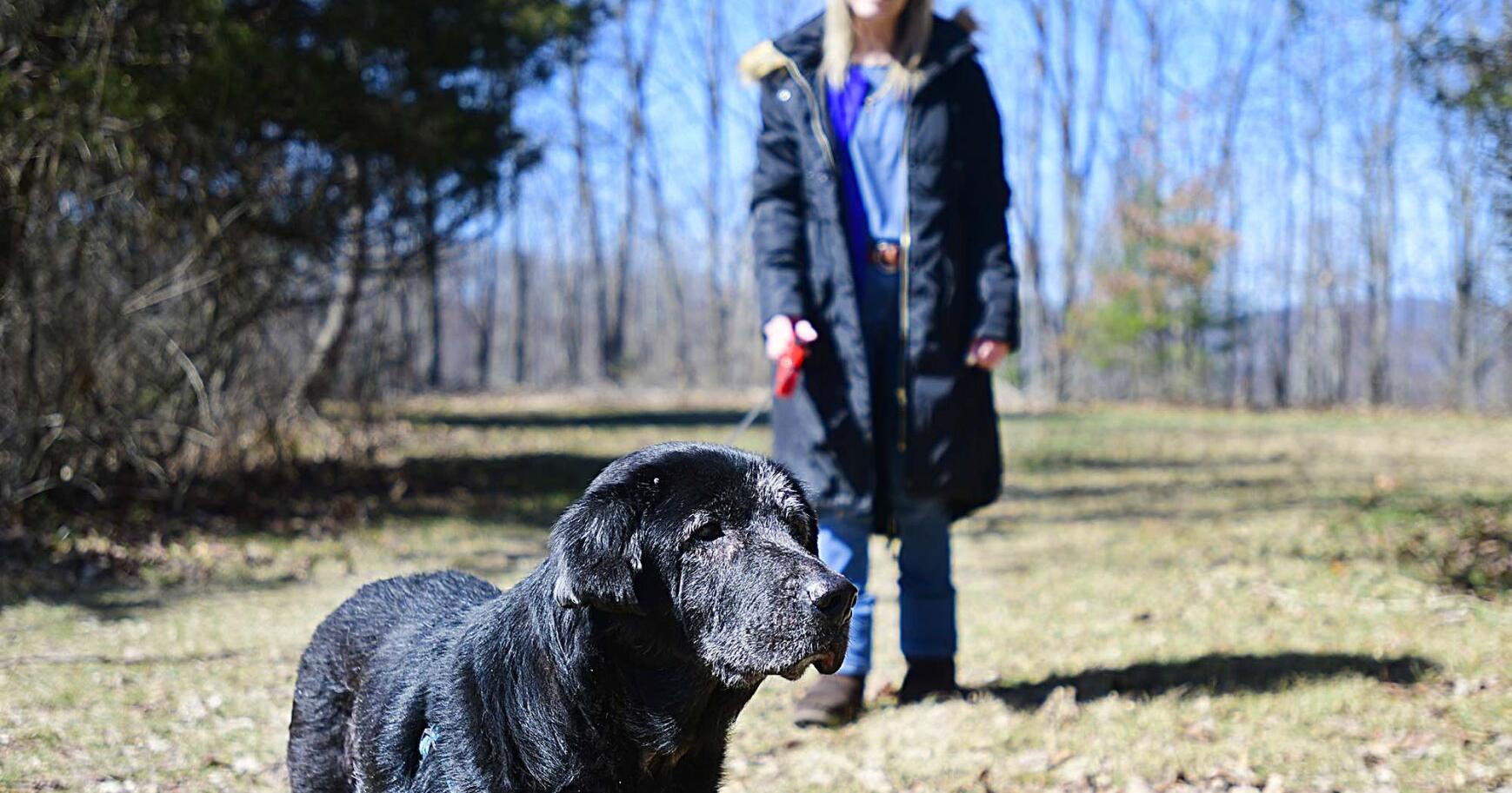 Proposed Mercer County leash ordinance stalls - Vimarsana News