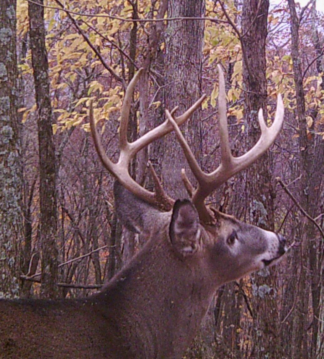 Twoweek deer season opens in most W.Va. counties News