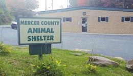 Kennel cough forces shelter quarantine | News | bdtonline.com