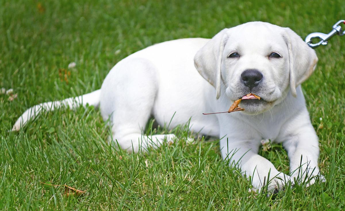 Hazel The Labrador Retriever Puppy Joining Bluefield College Staff News Bdtonline Com