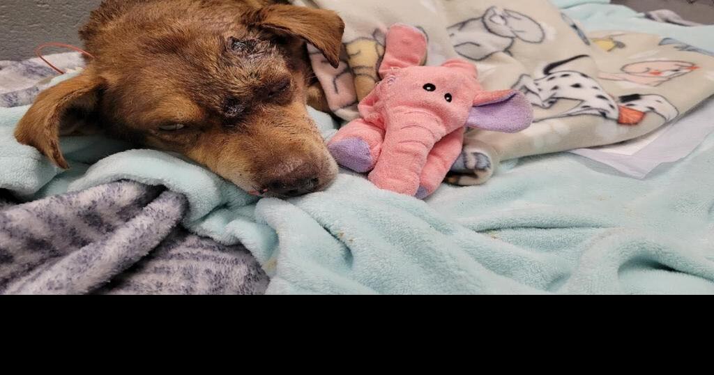 Suspect being sought in shooting of dog in McDowell County News