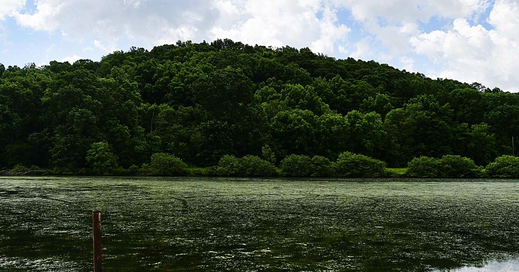 Algae is once again causing problems at Glenwood Lake - Vimarsana News