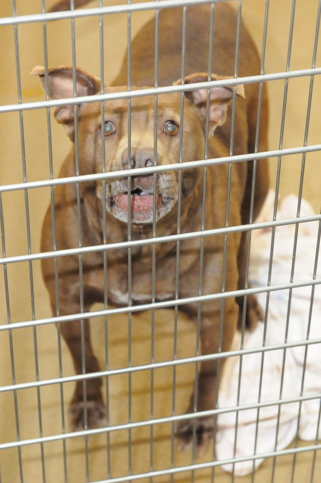 Slideshow: Animals ready for adoption at the Mercer County Animal ...