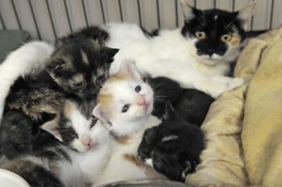 Funding Makes Reduced Price Spay Neuter Procedures Possible News