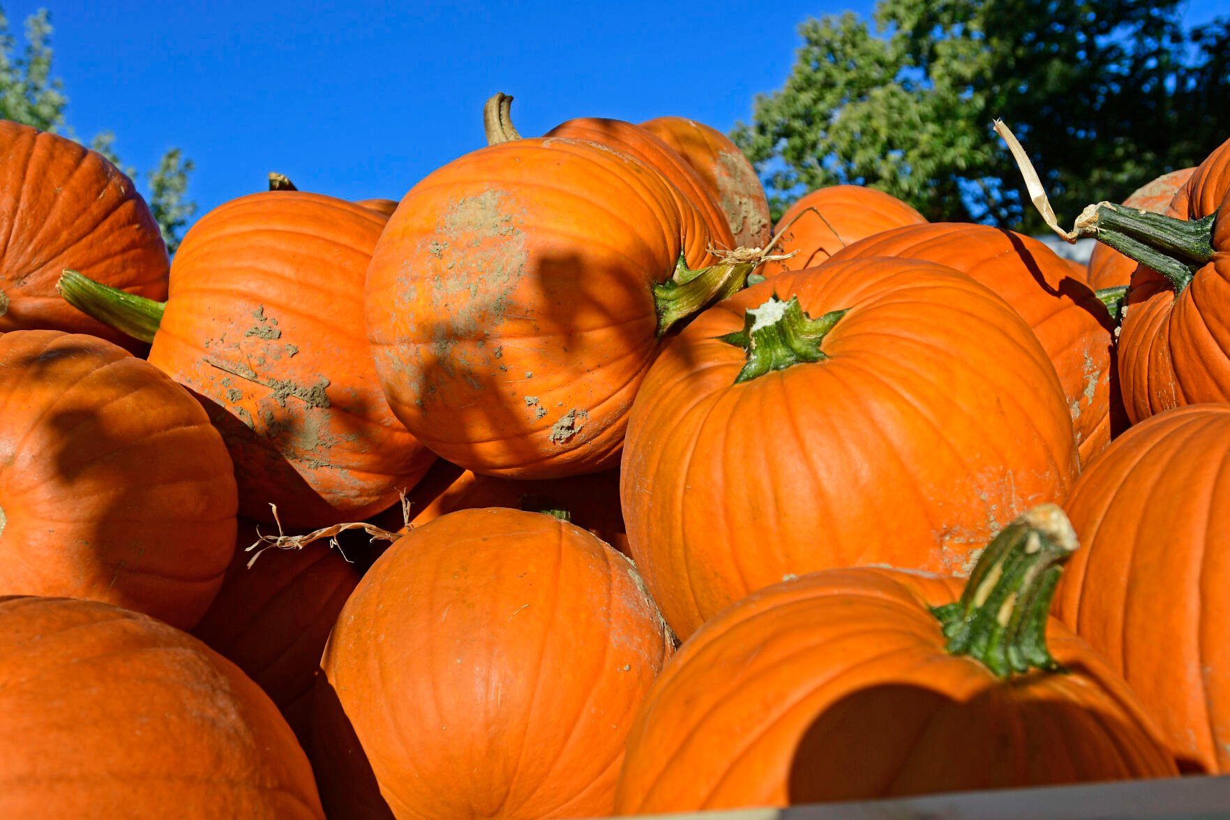 pumpkin patch in beckley wv