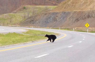 Mama Bear Crossing Road With Cubs
