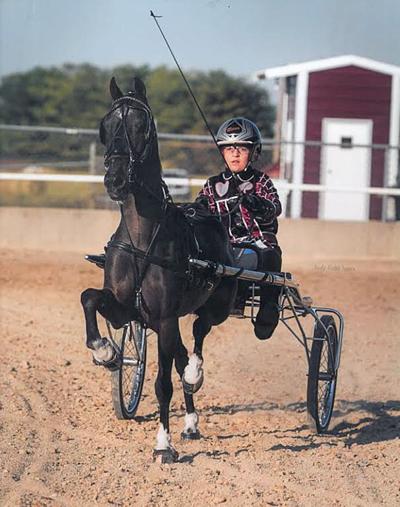 Local Youth Makes A Name For Himself Showing Roadster Hackney Ponies News tonline Com