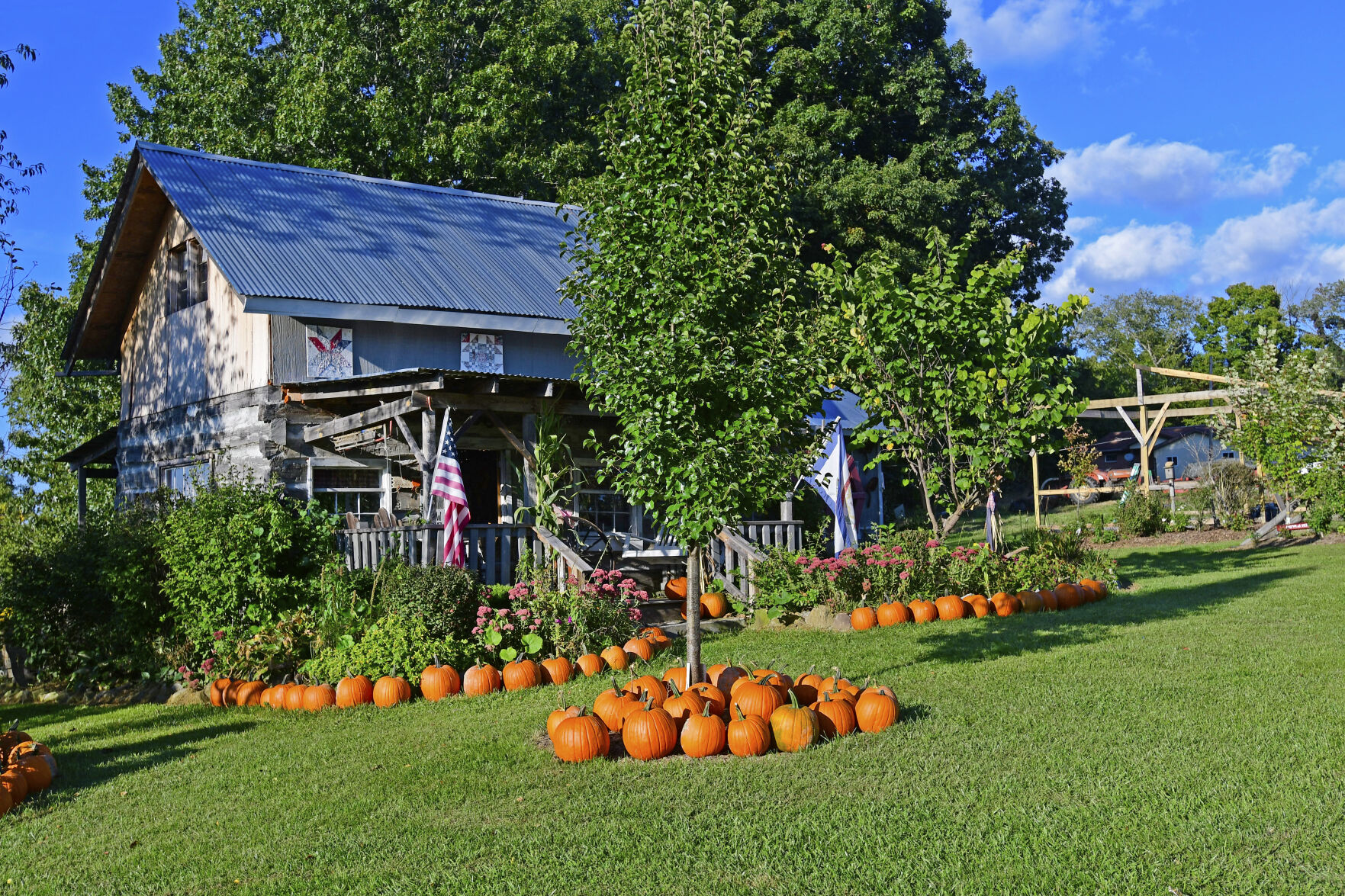 mcdowell pumpkin patch