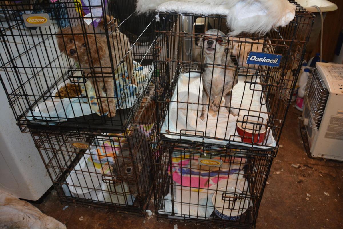 Slideshow Puppy mill raid in Tazewell County Gallery