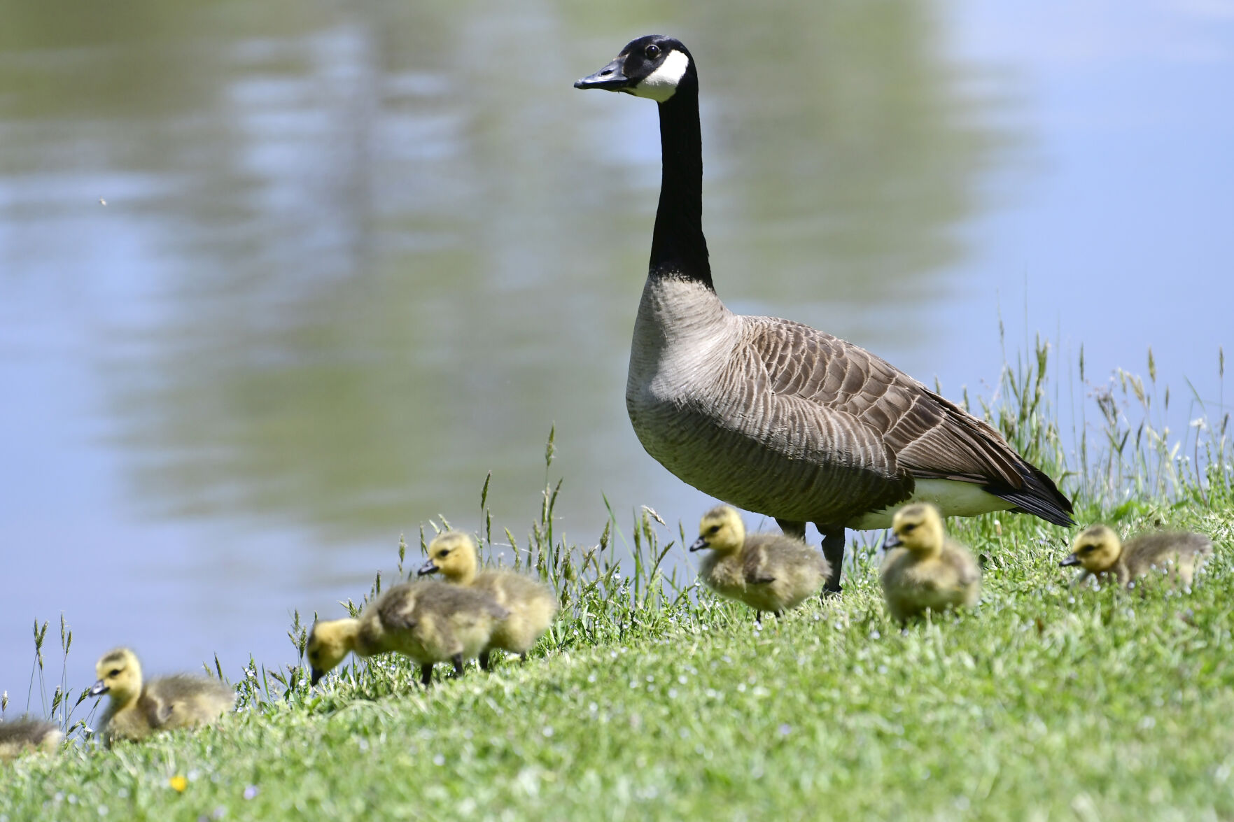 Canada goose discount 800 fill gun