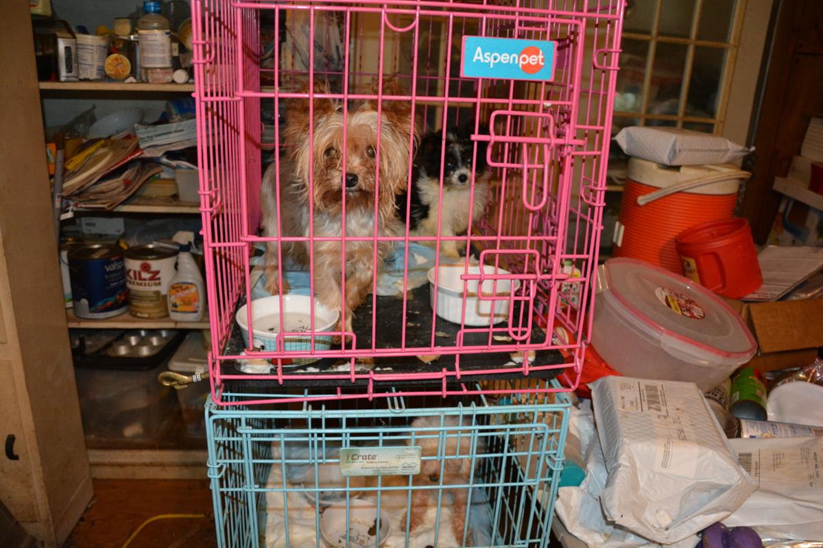 Slideshow Puppy mill raid in Tazewell County Gallery