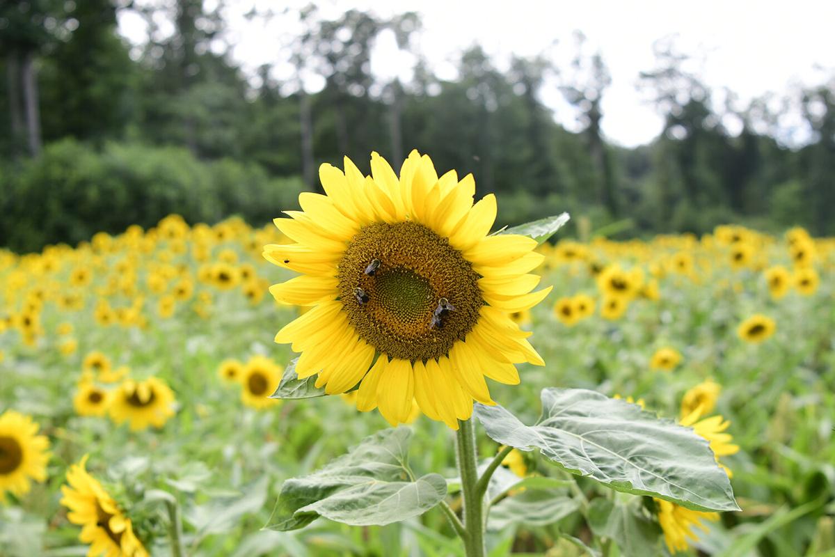 Slideshow Camp Creek Sunflowers Gallery