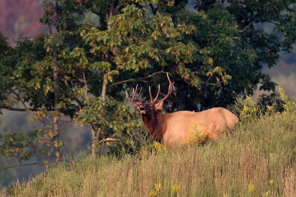 Column Elk herd in West Virginia is off and running Sports