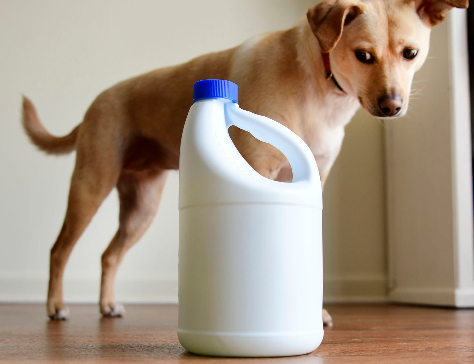 Don t bleach Fido Pet Poison Hotline gets spike in calls on