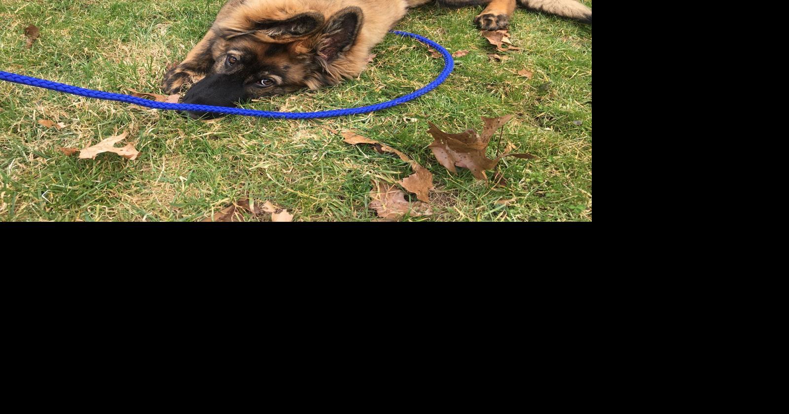 Leash law animal accountability ordinance proposed for Mercer County ...