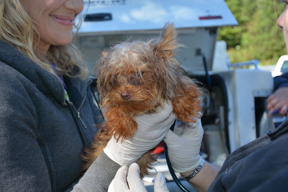 Slideshow Puppy mill raid in Tazewell County Gallery