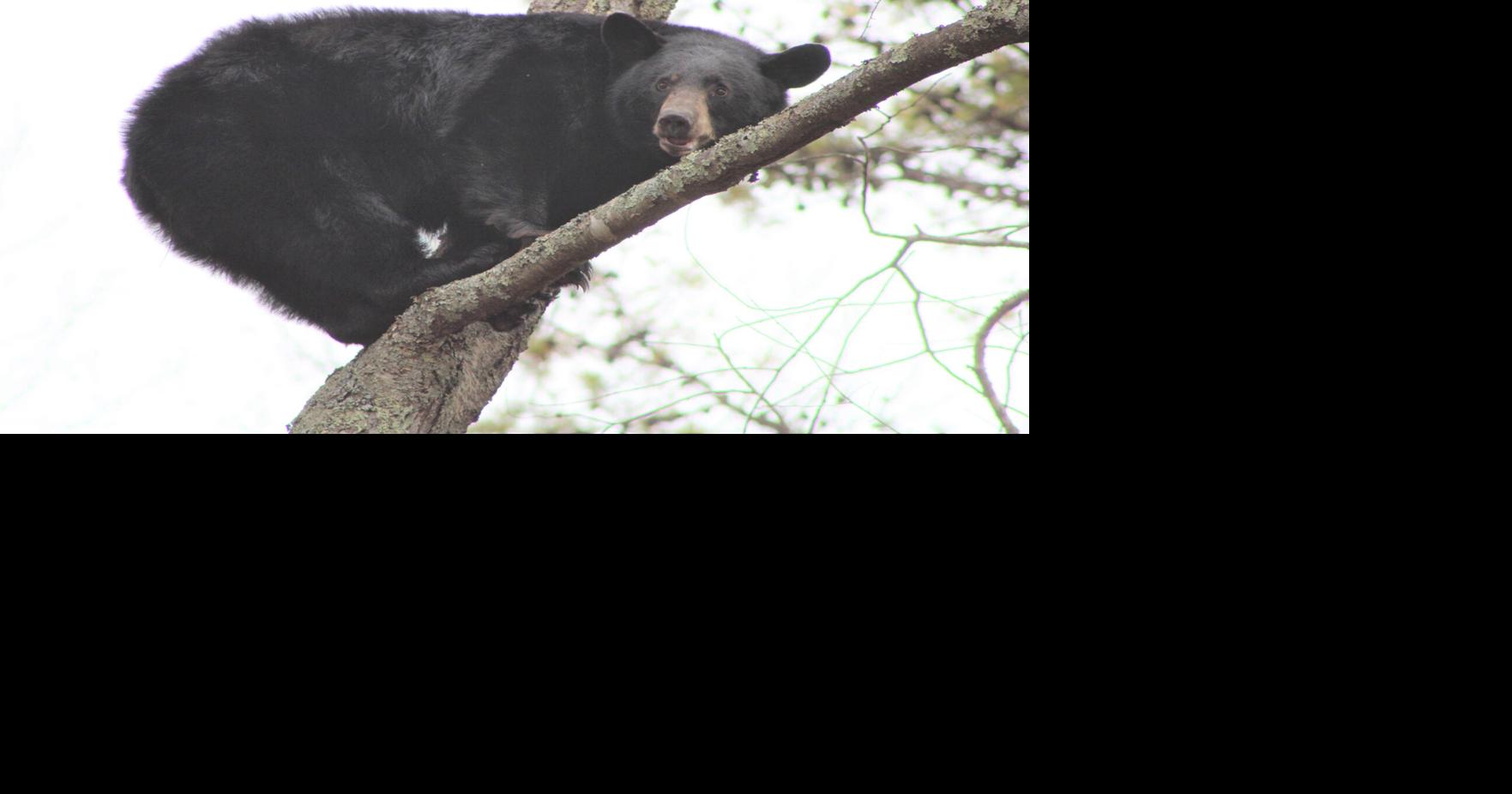 It is July, and West Virginia black bears are NOT in hibernation...