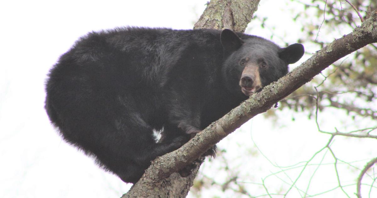 It is July, and West Virginia black bears are NOT in hibernation...