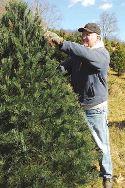 Tree Traditions Choose And Cut Farms Fun For The Whole Family Lifestyles Bdtonline Com