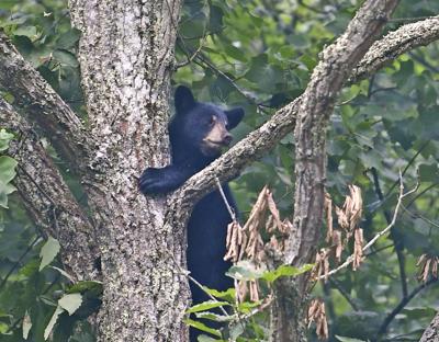Wvdnr Number Of Bear Complaints Slowly Decreasing In State News Bdtonline Com