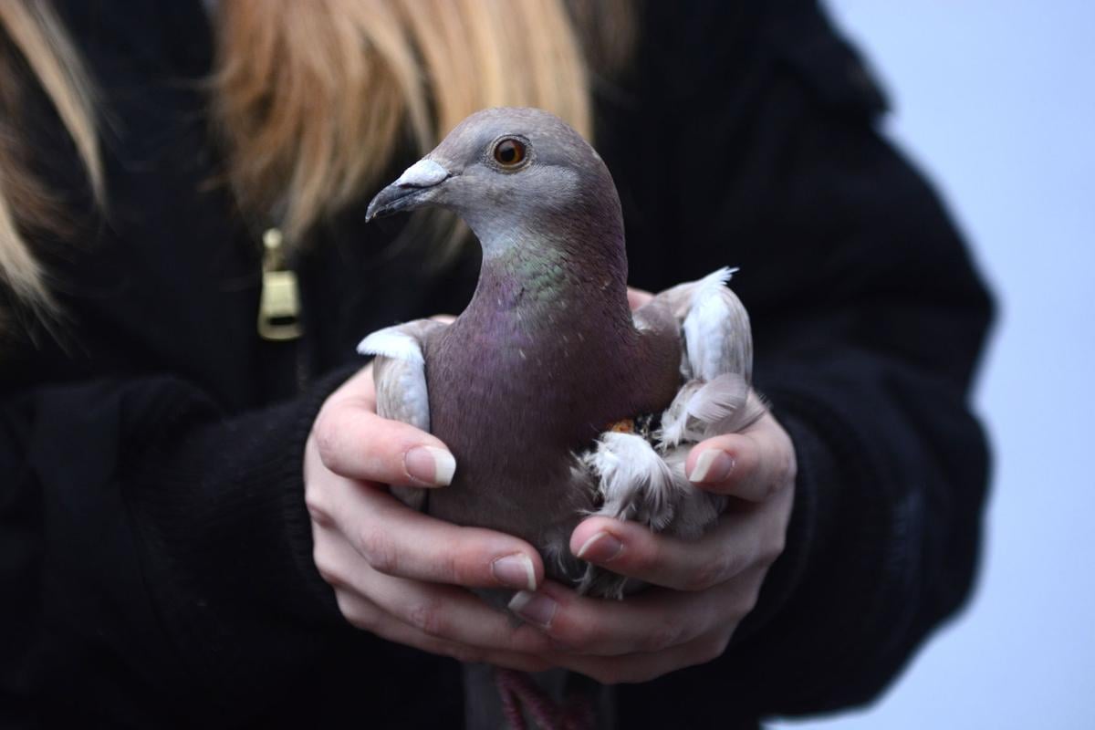 Ohio Racing Pigeon Gets Off Track Lands In Mcdowell News tonline Com Ohio Racing Pigeon Gets Off Track Lands In Mcdowell News tonline Com