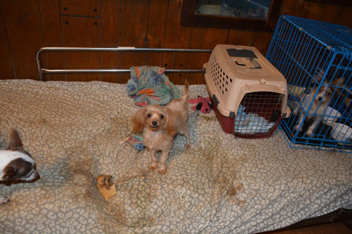 Slideshow Puppy mill raid in Tazewell County Gallery