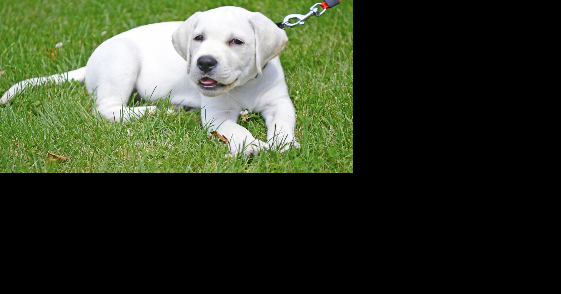 Hazel, the Labrador Retriever puppy, joining Bluefield College staff ...